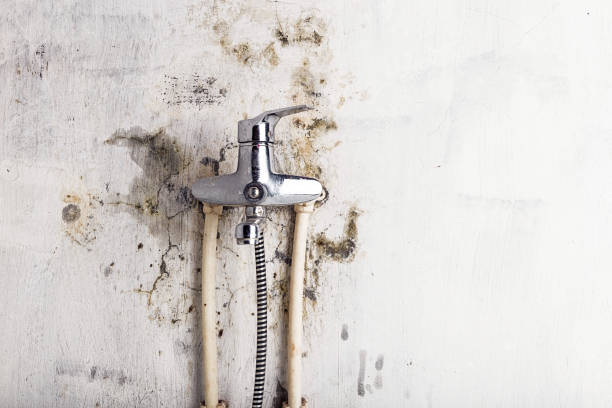 Best Black Mold Removal  in Faith, NC