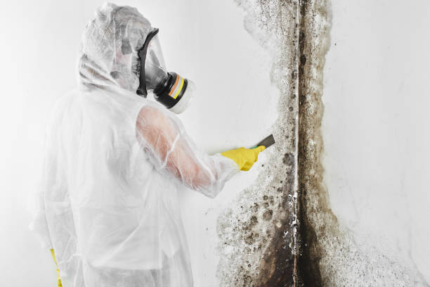 Best Mold Removal Specialists  in Faith, NC