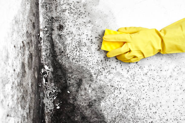 Best Professional Mold Removal  in Faith, NC