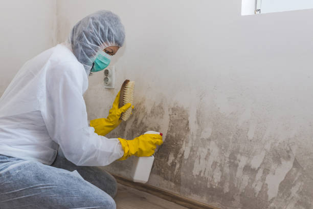 Best Emergency Mold Removal  in Faith, NC