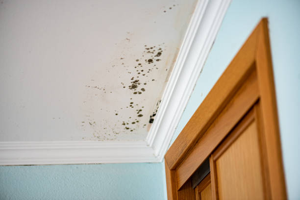 Trusted Faith, NC Mold Removal Experts
