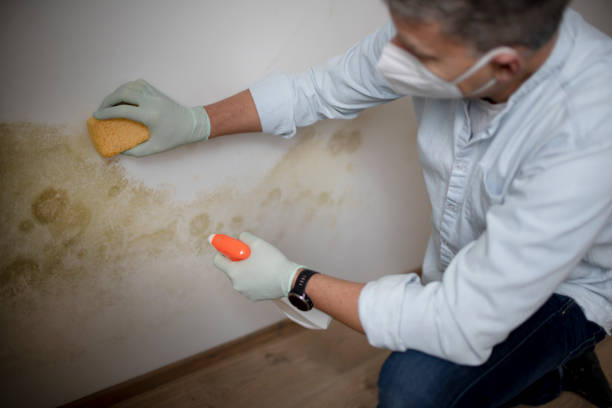 Best Office Mold Removal Services  in Faith, NC